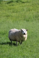 A sheep with thick, fluffy wool stands in a lush, green grassy field. The background is filled with vibrant grass and scattered yellow wildflowers under natural daylight.