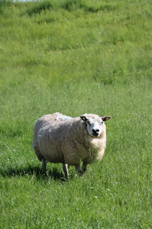 A sheep with thick, fluffy wool stands in a lush, green grassy field. The background is filled with vibrant grass and scattered yellow wildflowers under natural daylight.