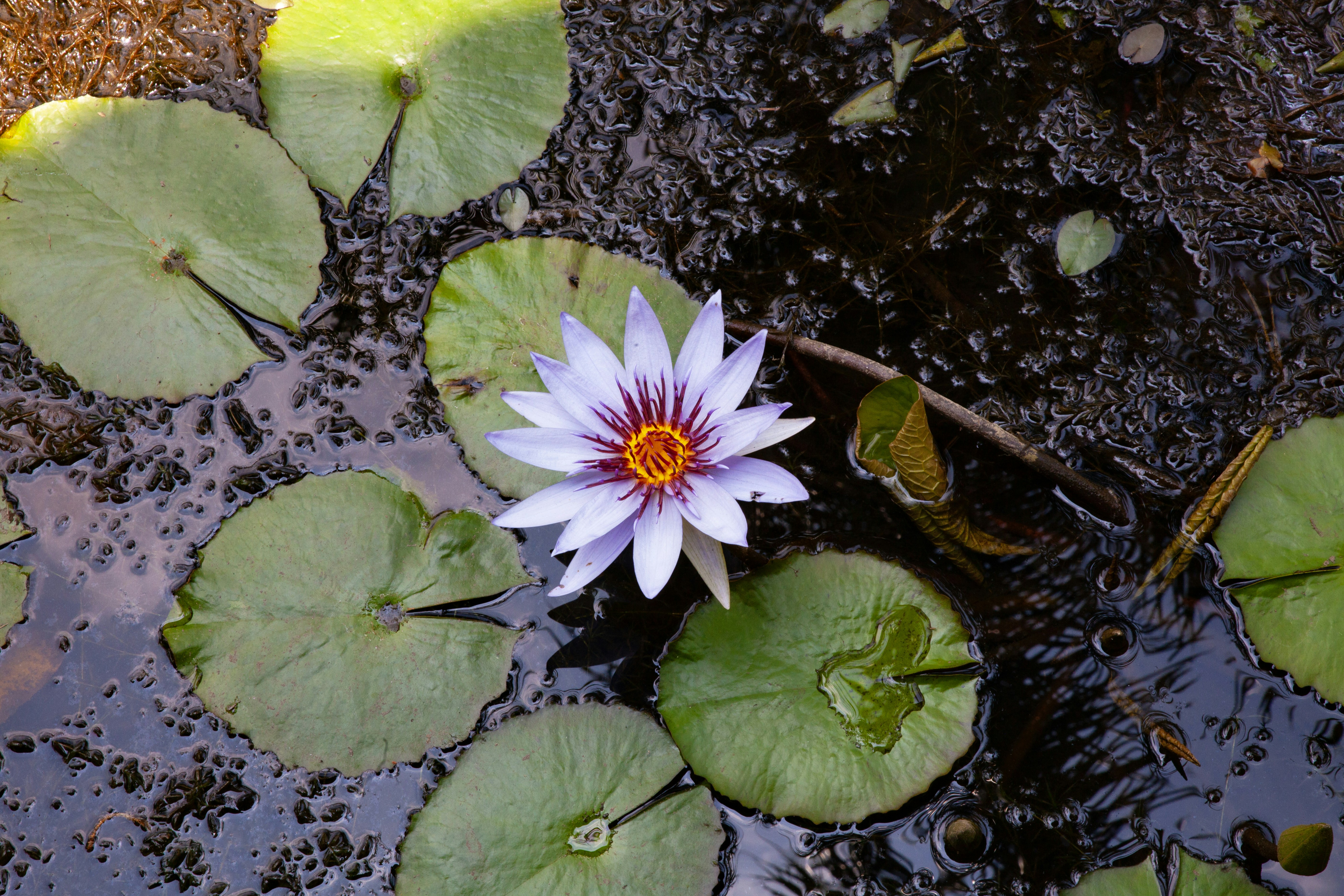 a white and red water lily floating on top of a pond