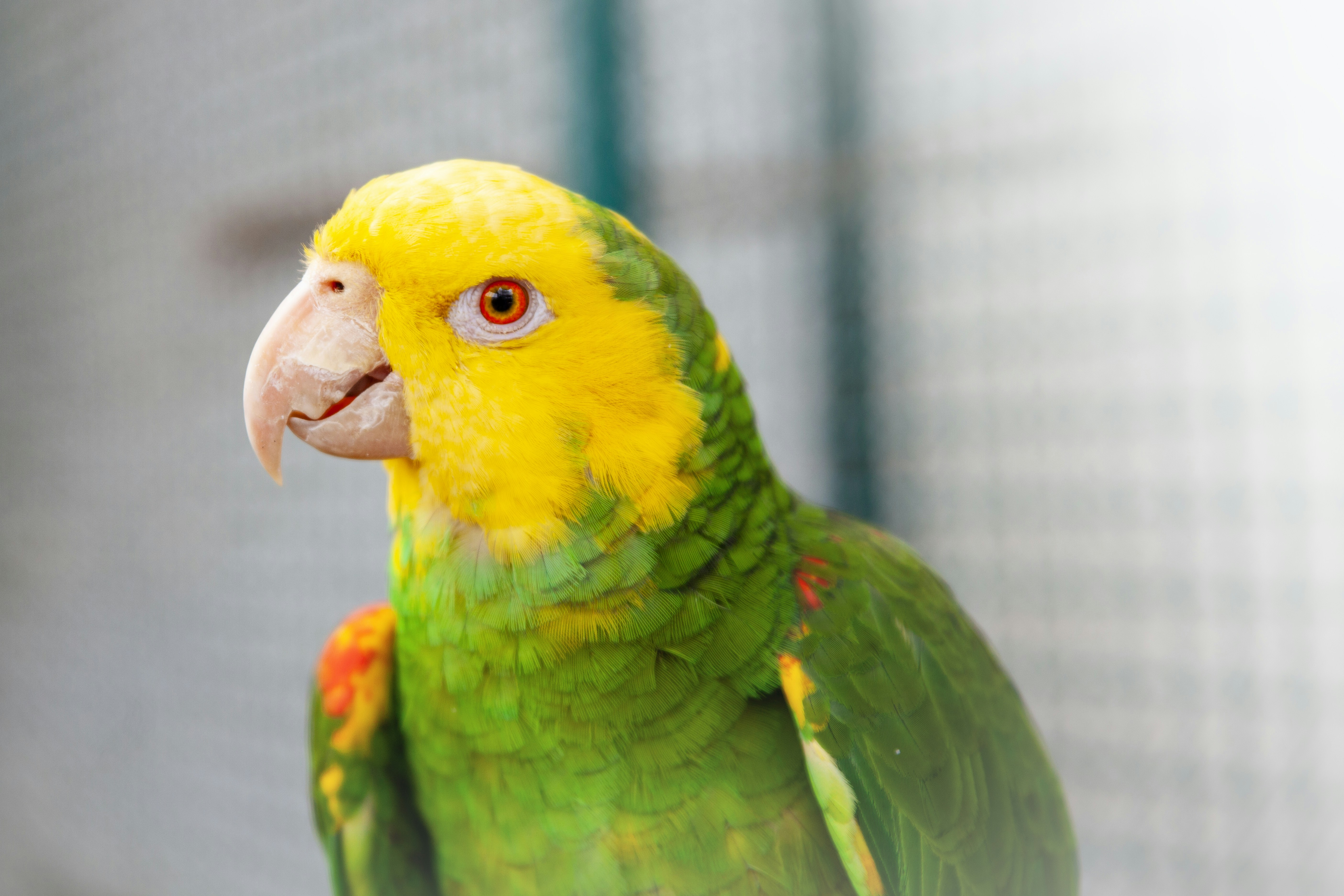 Pays‑Bas : arrestation d’un trafiquant pour la saisie de 500 oiseaux exotiques