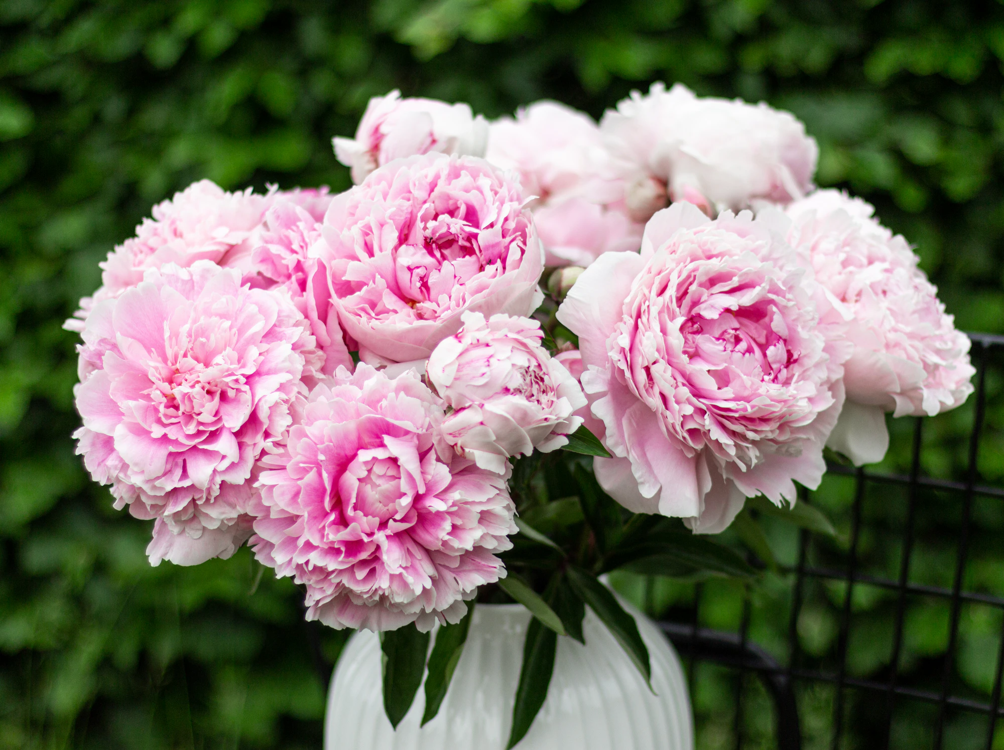 Pink peony blooms freshly cut and arranged in a white vase from a home garden