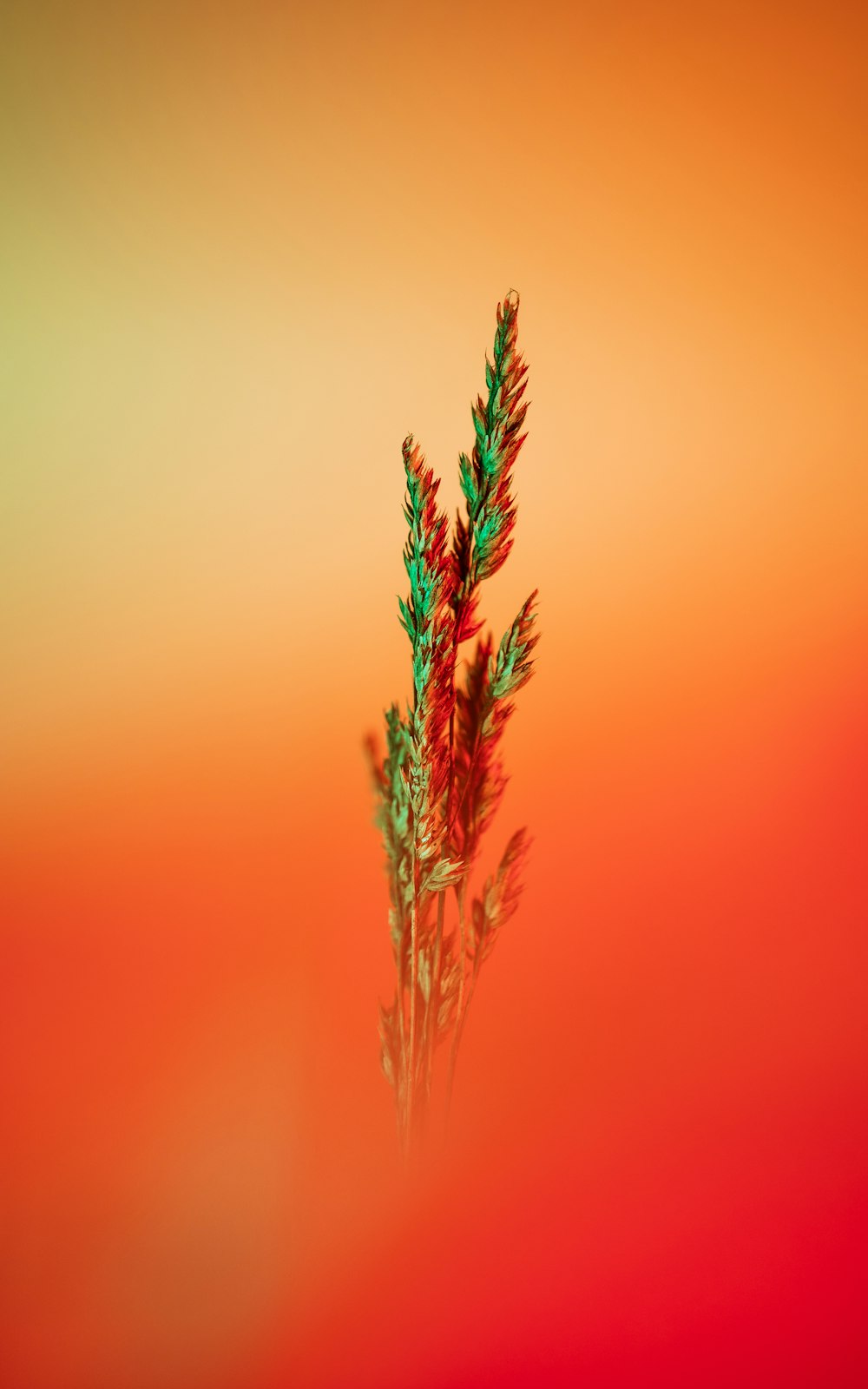 a red and green plant on a red and yellow background