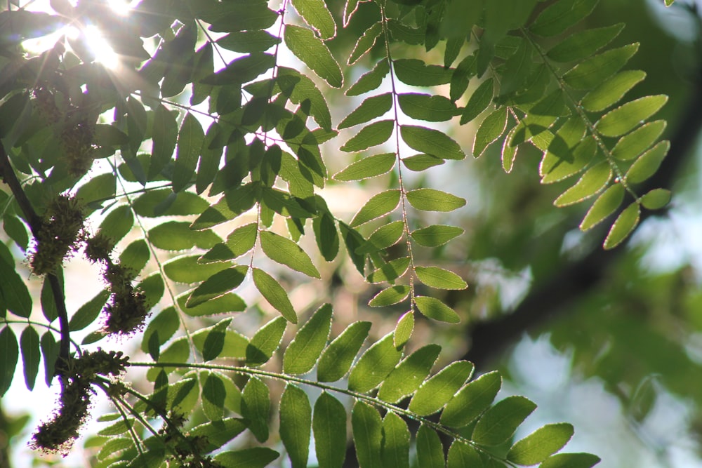 a close up of a leafy tree with the sun shining through the leaves