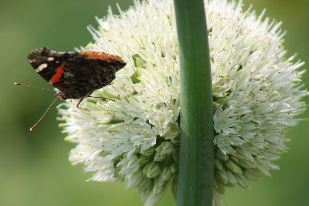 a red and black butterfly sitting on a white flower
