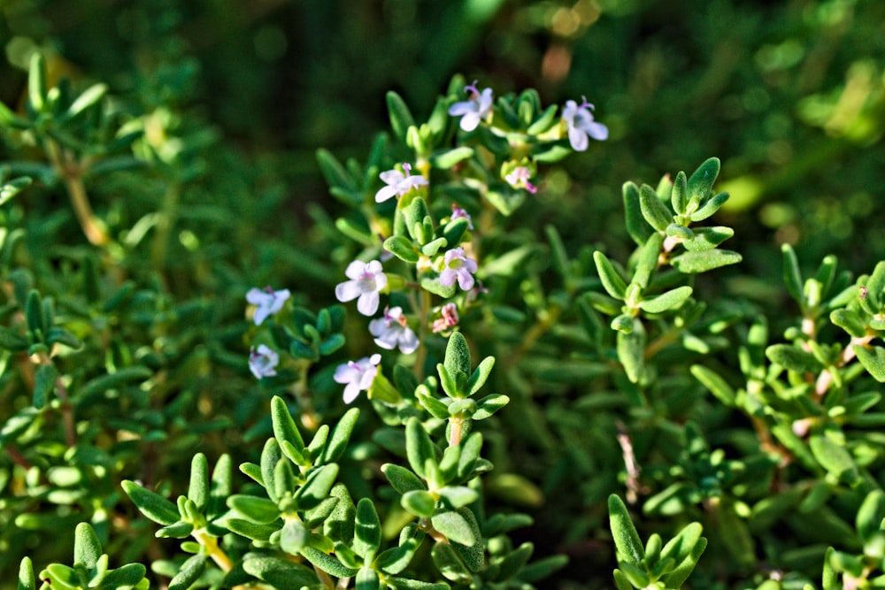 a close up of a plant with small flowers