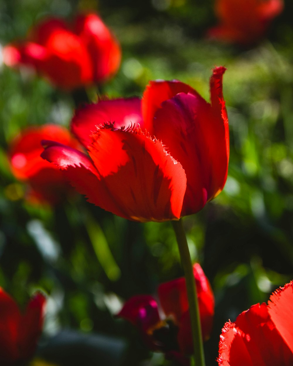 a bunch of red flowers that are in the grass