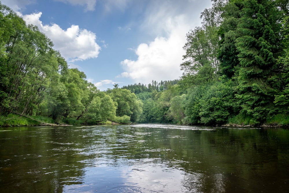 a river surrounded by lush green trees under a blue sky