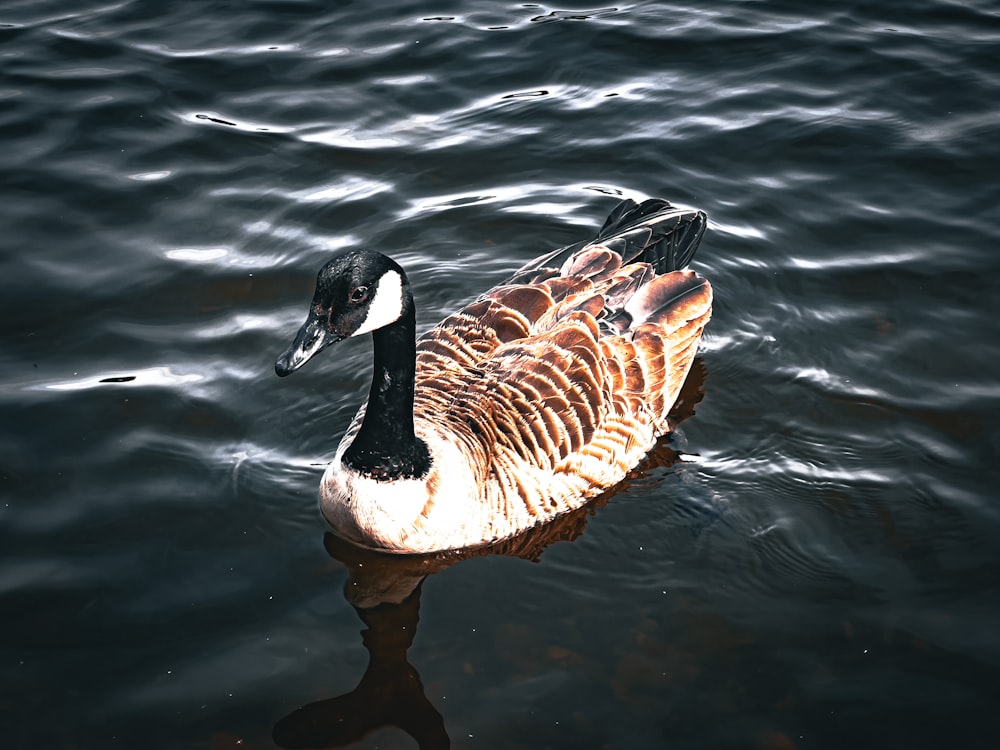 eine Ente, die auf einem Gewässer schwimmt