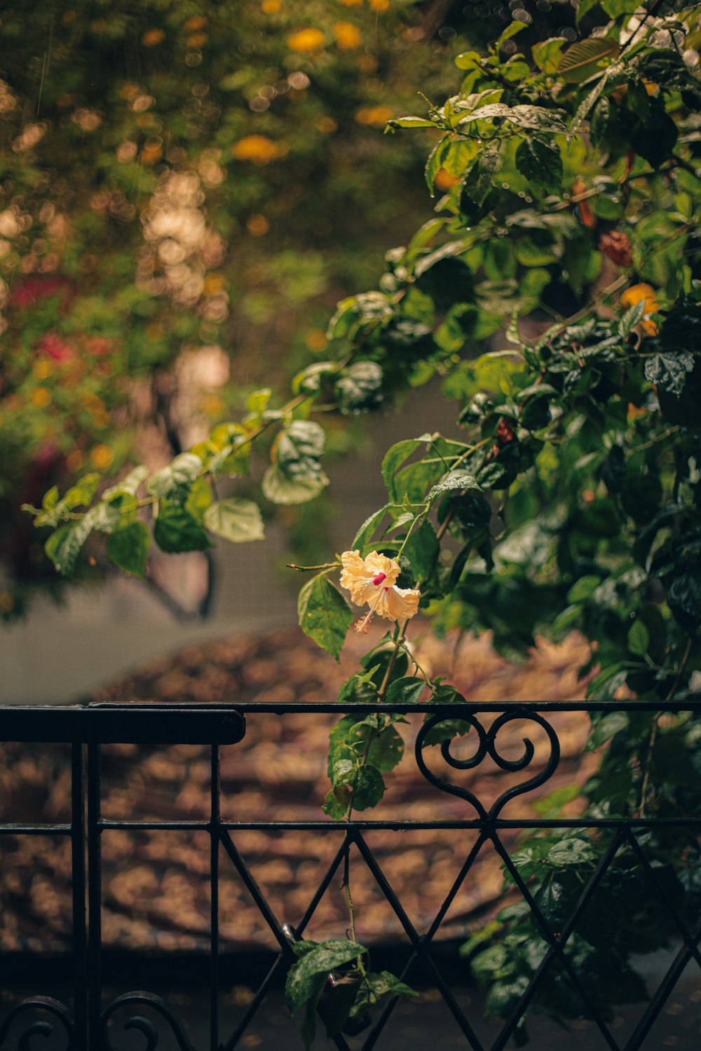 a fence that has some flowers growing on it