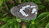 A close-up view of a wasp nest with hexagonal cells made from a papery material. The nest is attached to green leaves, and some cells are capped with a white substance, indicating larvae or pupae presence. The background consists of lush foliage.