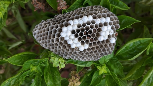 A close-up view of a wasp nest with hexagonal cells made from a papery material. The nest is attached to green leaves, and some cells are capped with a white substance, indicating larvae or pupae presence. The background consists of lush foliage.