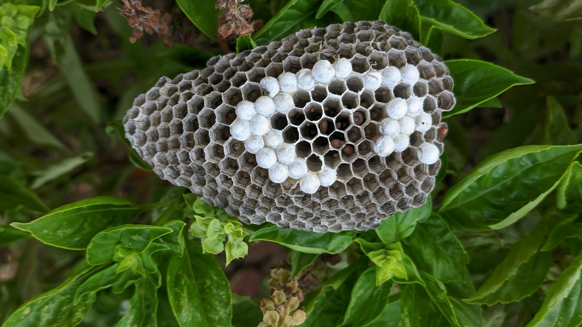 gray computer monitor