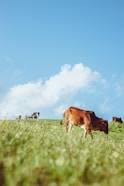 a group of cows grazing on a lush green field