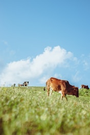 a group of cows grazing on a lush green field