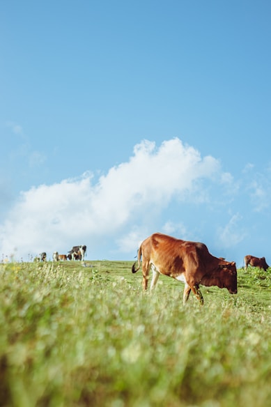a group of cows grazing on a lush green field