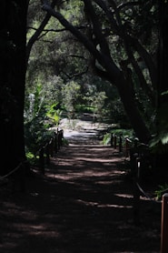 a dirt road surrounded by trees and bushes
