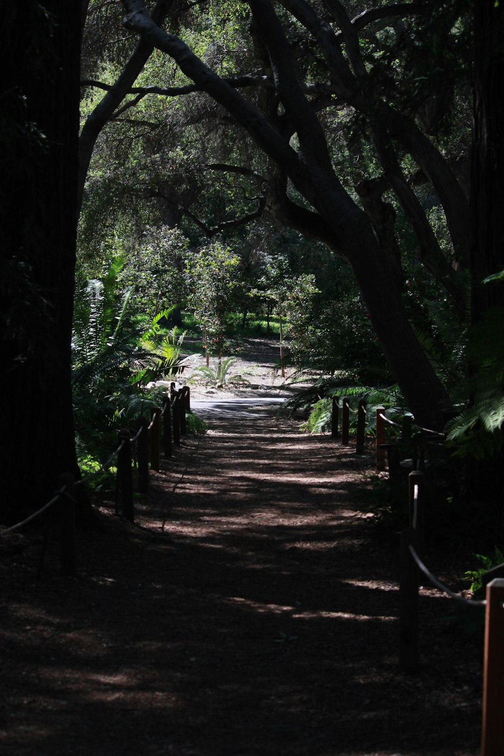 a dirt road surrounded by trees and bushes