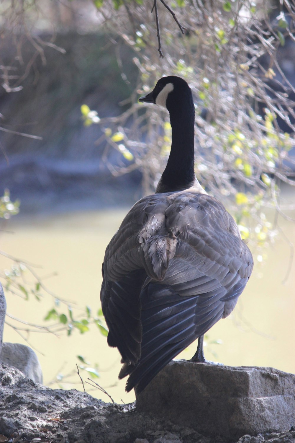 a goose sitting on a rock next to a body of water