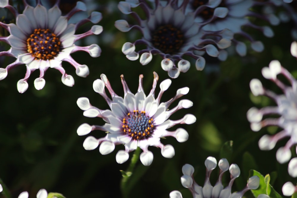 a group of white and purple flowers with green leaves