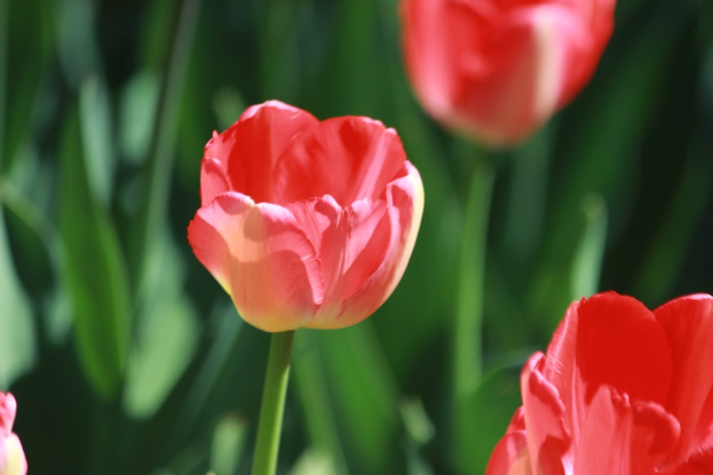 a close up of a bunch of red flowers