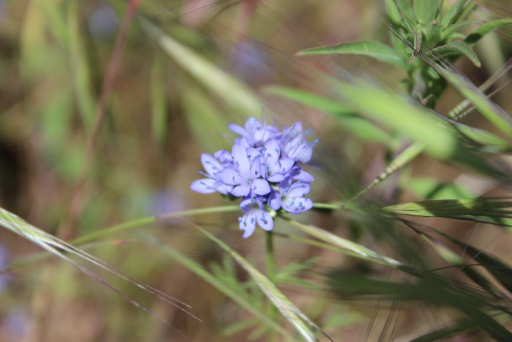 a small blue flower sitting on top of a lush green field