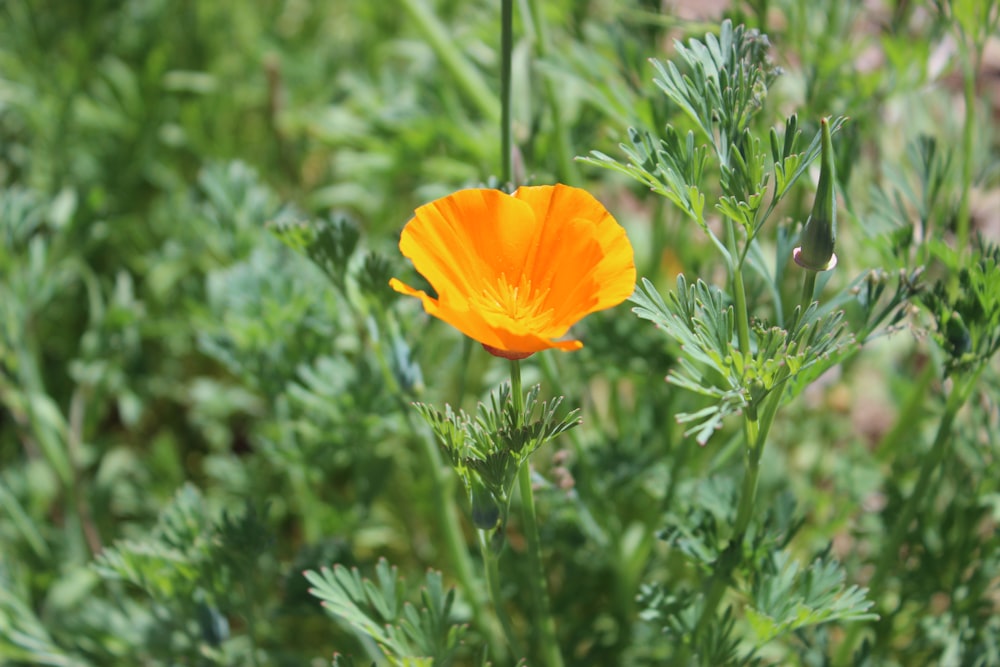 a single orange flower in the middle of a field