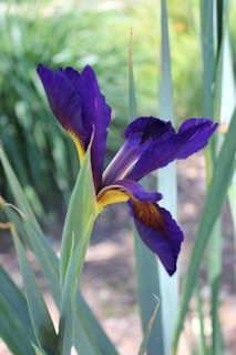 A vibrant purple iris flower with delicate petals and a yellow center. The background is composed of lush green foliage, adding a natural and fresh atmosphere.