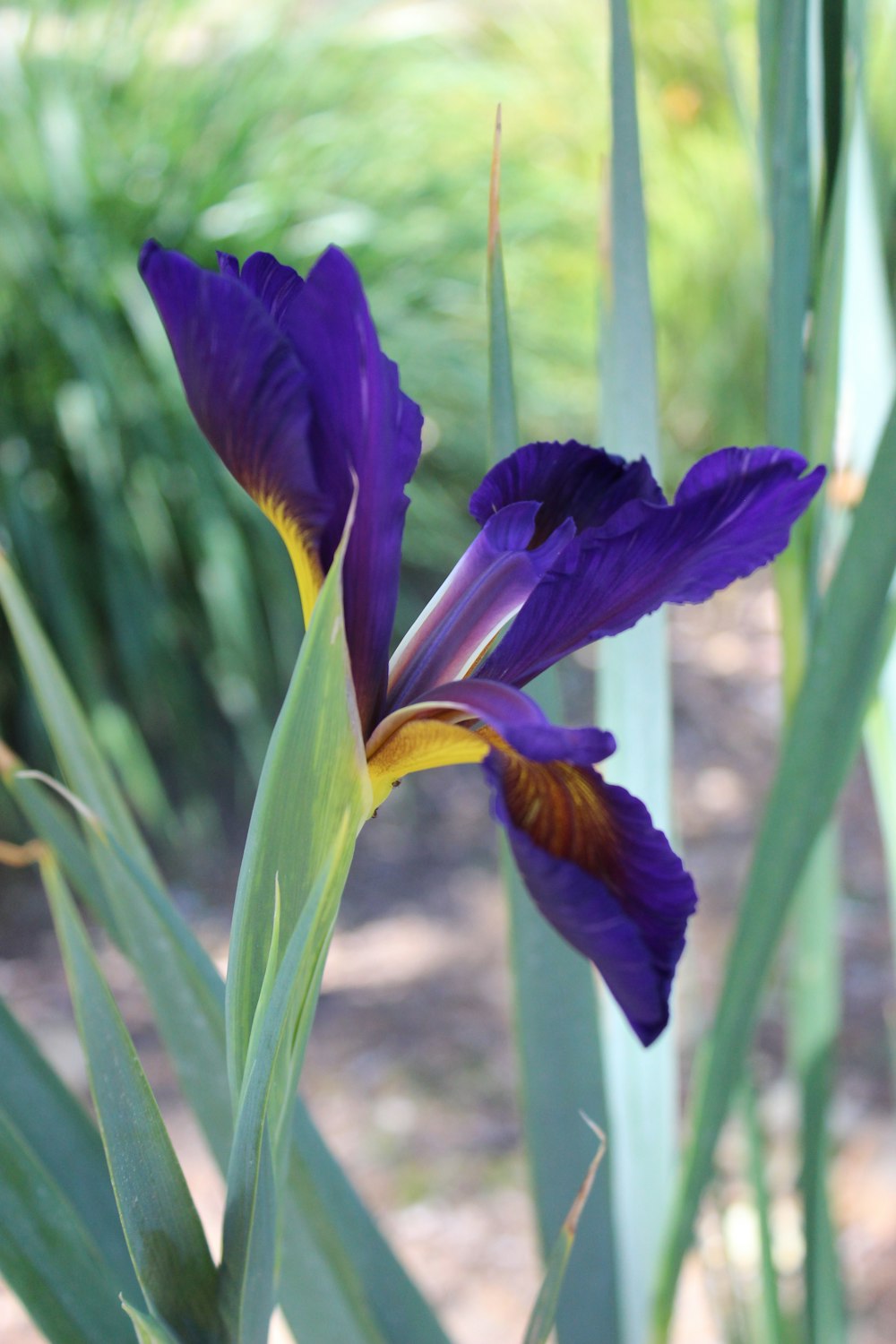 a close up of a purple flower with green leaves