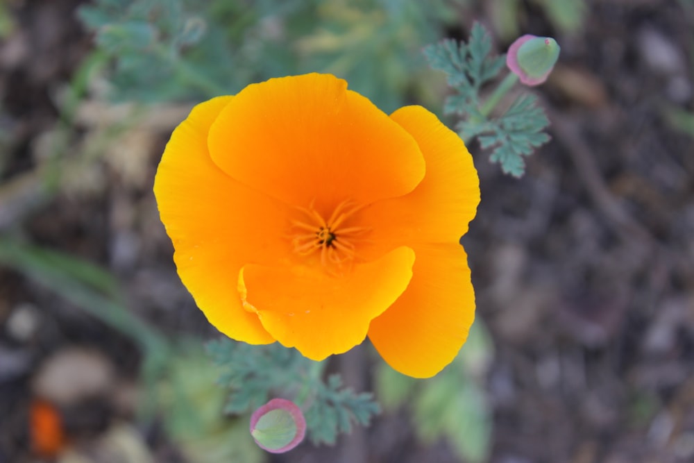 a close up of an orange flower on a plant