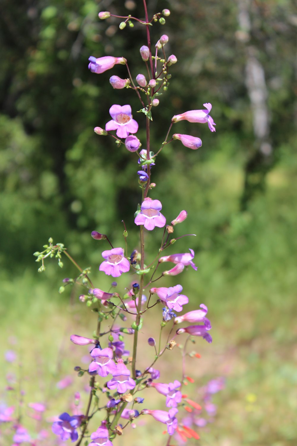 a purple flower is in the middle of a field