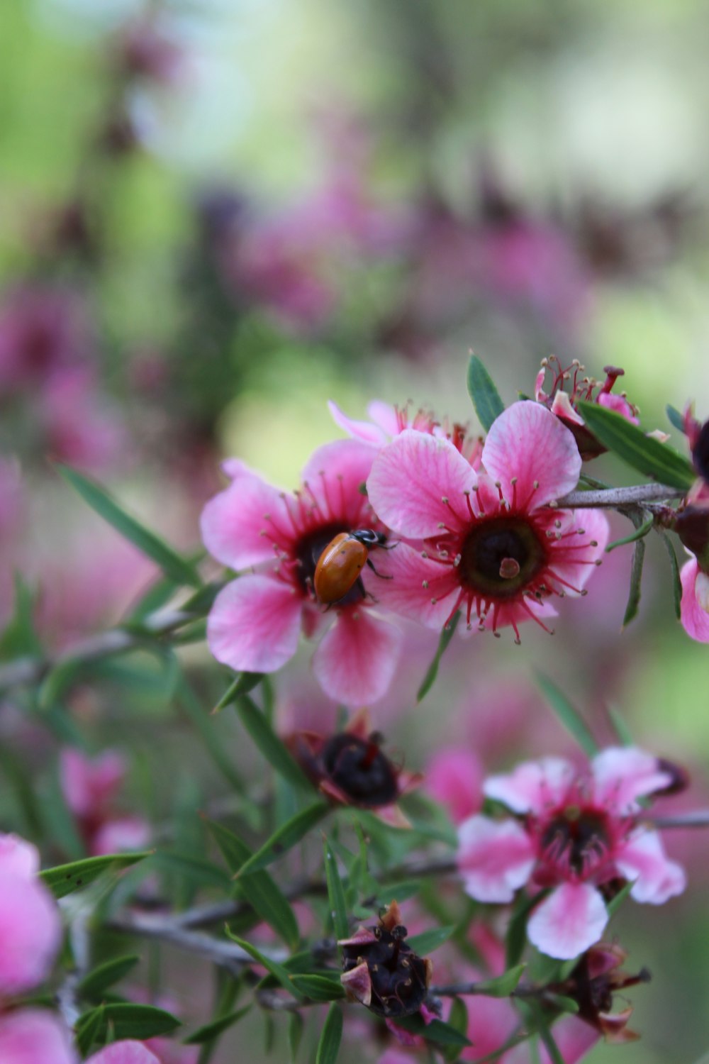 a bunch of pink flowers with a lady bug on them