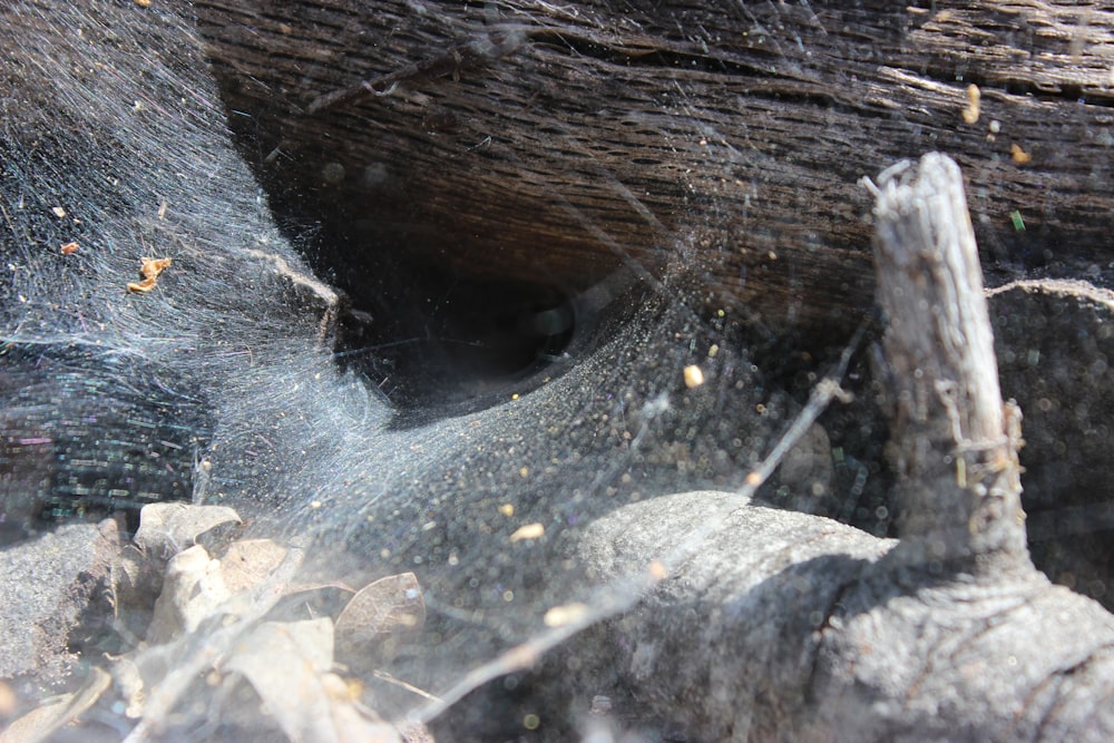 a close up of a spider web on a rock