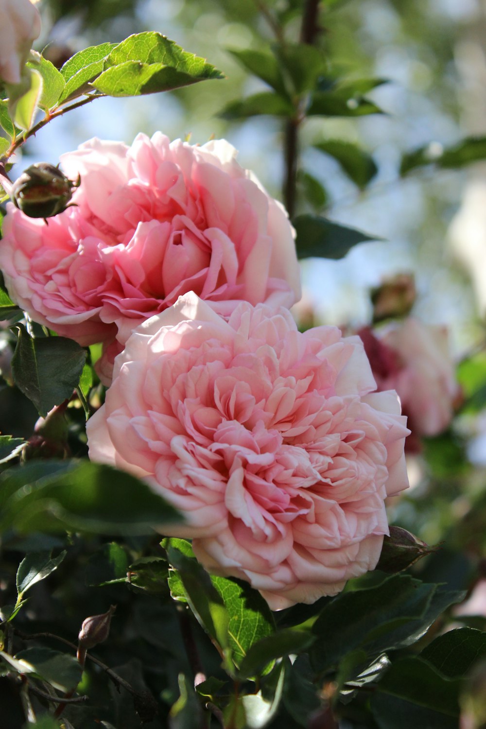 a close up of two pink flowers on a tree