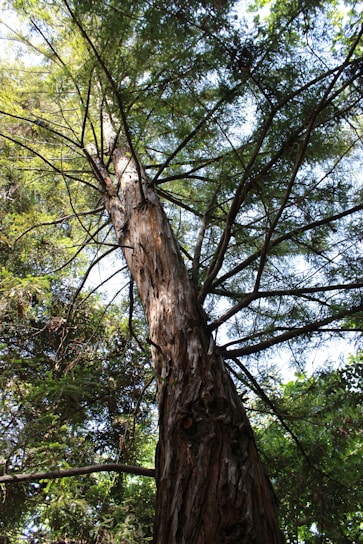 A tall, sturdy tree with a rough-textured trunk extending upwards. Numerous branches sprout from the trunk, covered in green foliage. Sunlight filters through the leaves, creating a mix of light and shadow on the tree. The background is filled with more trees and greenery, suggesting a forest environment.