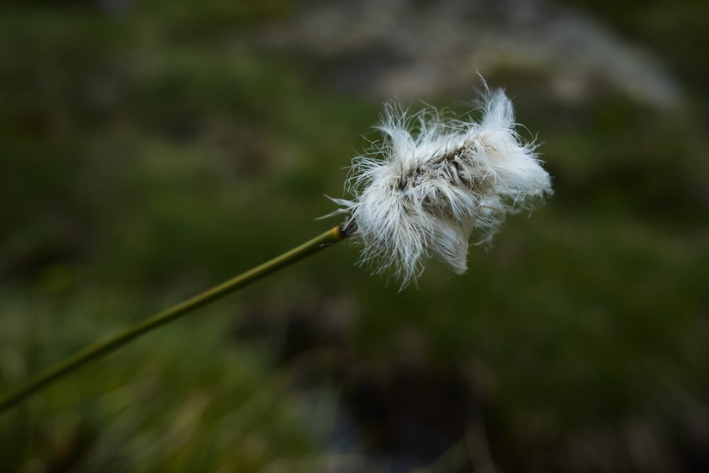 a close up of a dandelion with a blurry background