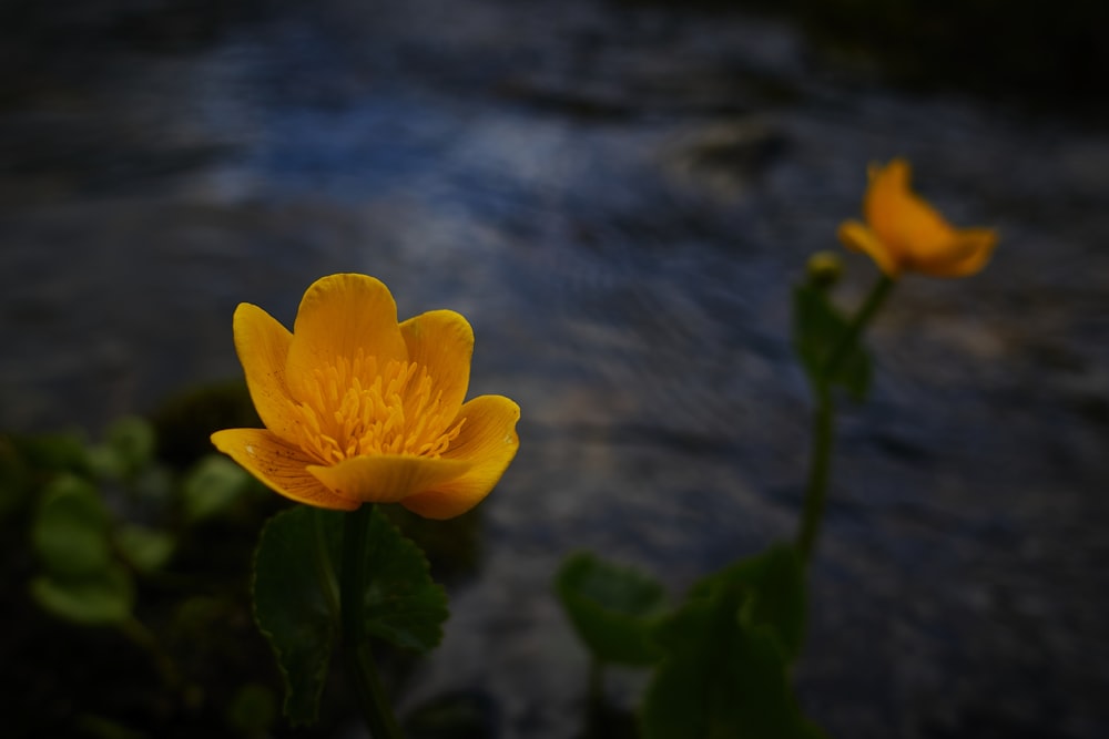 a close up of a yellow flower near a body of water