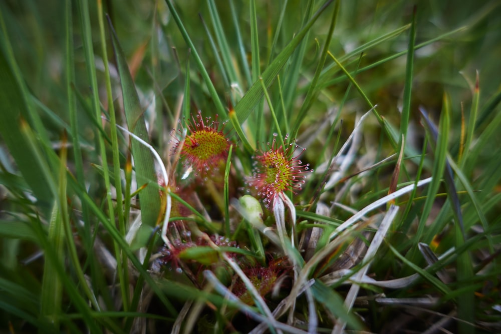 a close up of some grass and flowers