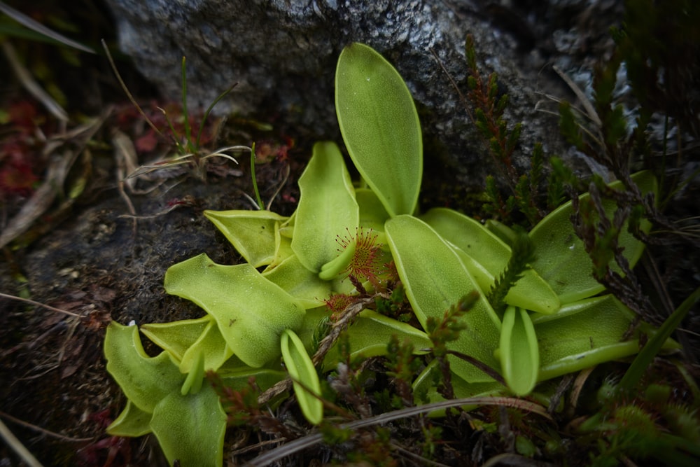 a close up of a plant on a rock