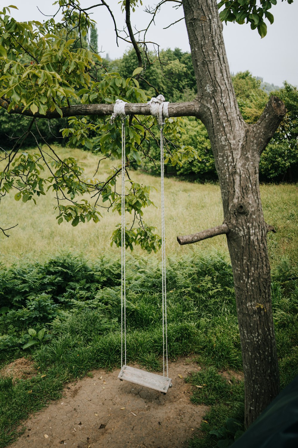 a swing hanging from a tree in a field