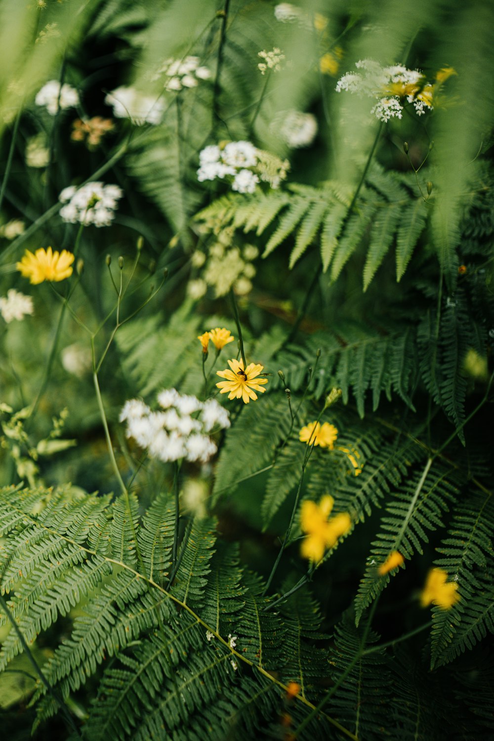 a bunch of flowers that are in the grass