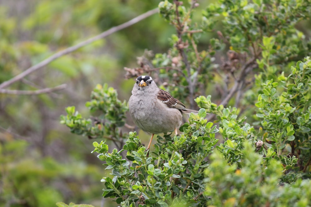 a small bird perched on top of a tree branch