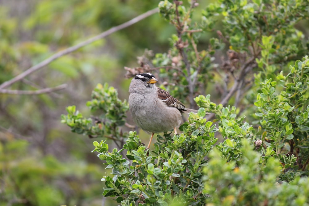 Un pequeño pájaro encaramado en la cima de la rama de un árbol