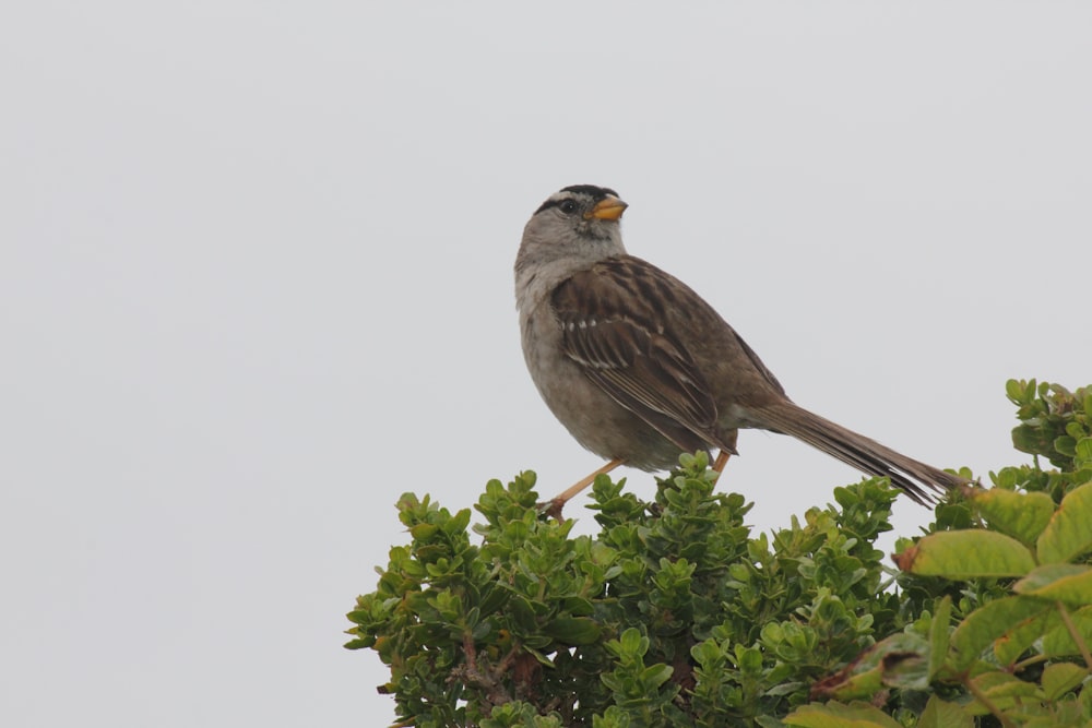 Un pájaro encaramado en lo alto de un árbol verde