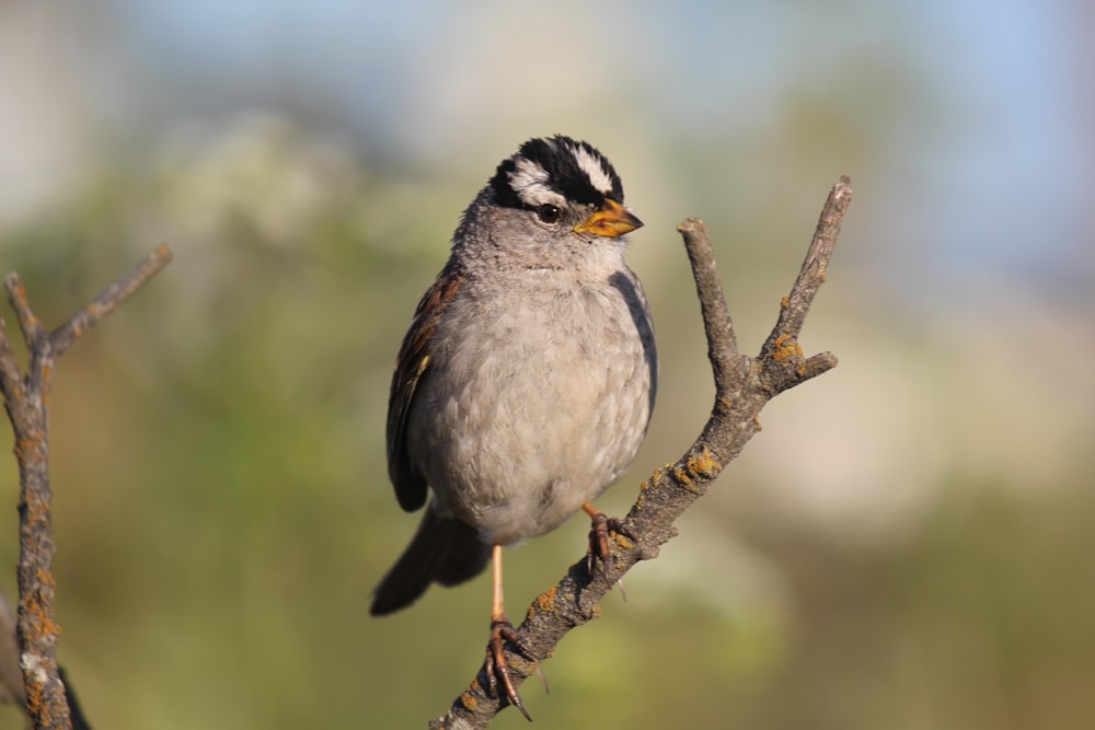 Un pequeño pájaro encaramado en la cima de la rama de un árbol