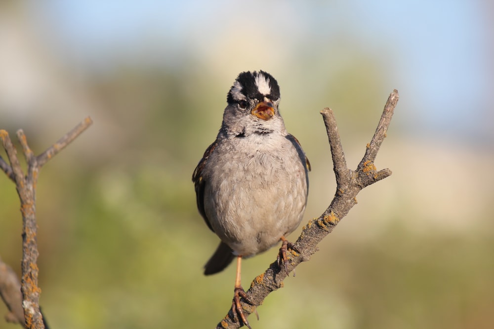 a small bird perched on top of a tree branch