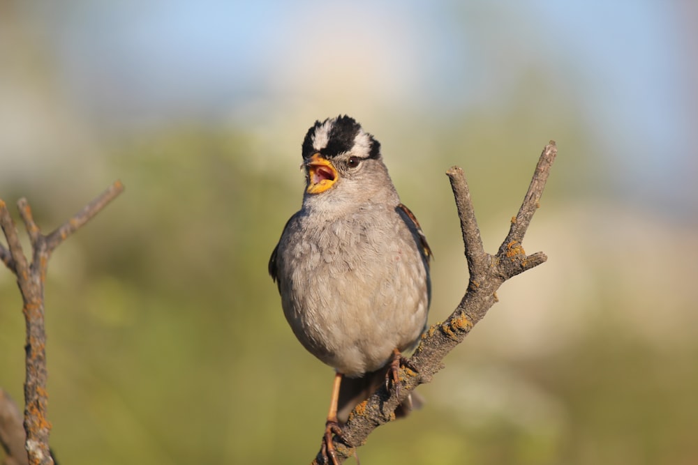 Un pequeño pájaro encaramado en la rama de un árbol