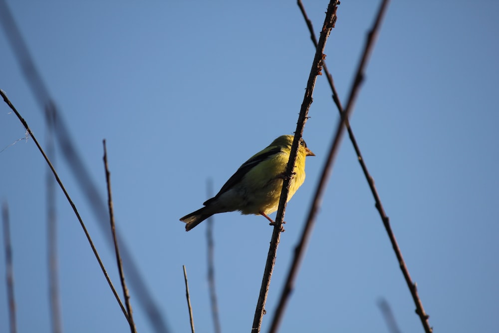 a small yellow bird perched on top of a tree branch