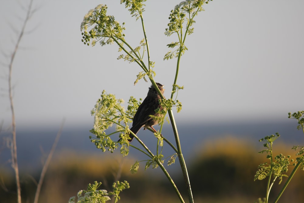 a small bird sitting on top of a plant