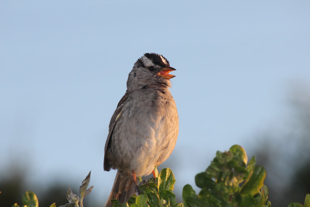 a bird sitting on top of a tree branch