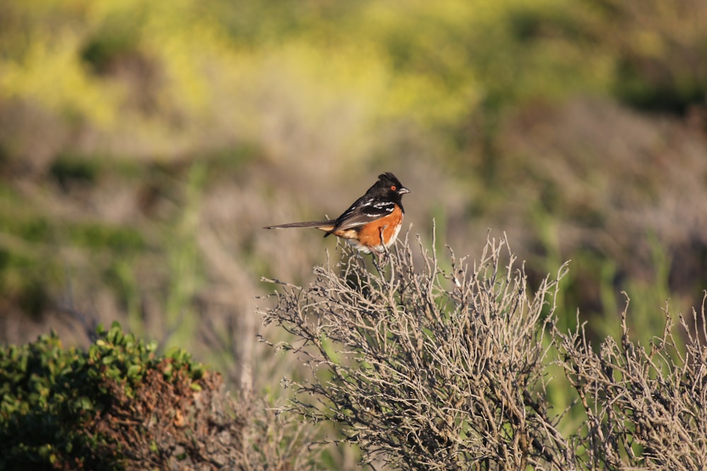 a small bird perched on top of a bush